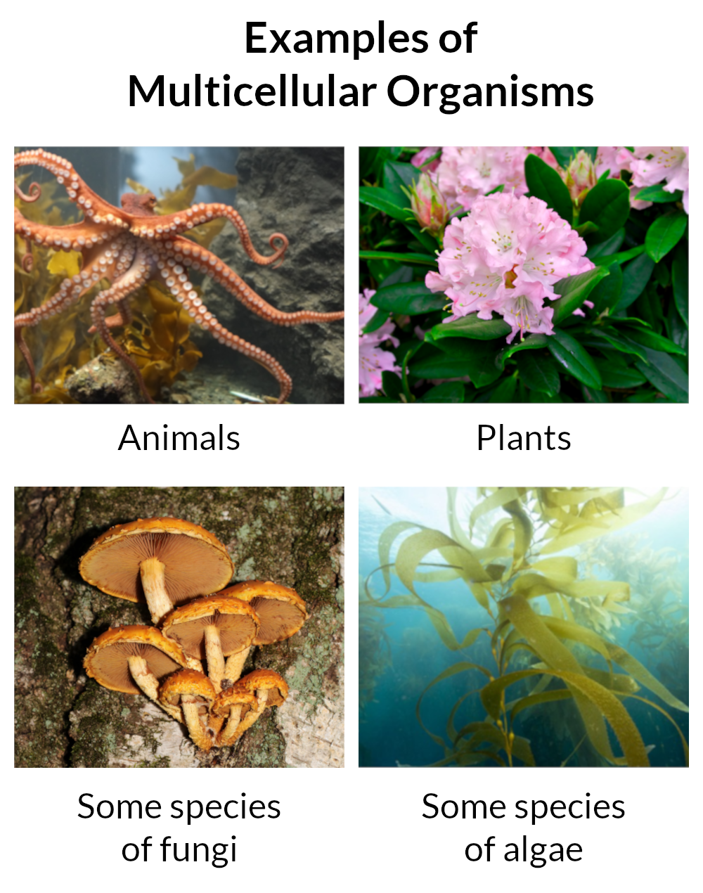 Photos of multicellular organisms. Text at the top says, "Examples of Multicellular Organisms". Then there is a photo of an octopus, labelled "Animals", a photo of some Rhododendrons, labelled "Plants", a photo of some mushrooms growing out of a tree, labelled "Some species of fungi", and a photo of some kelp, labelled "Some species of algae".